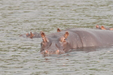 Aufgetaucht: Flußpferde