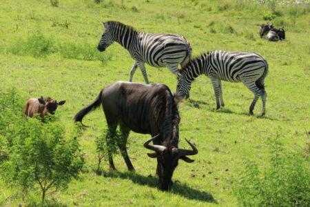 Im privaten Tala-Naturreservat grasen Zebras, Streifengnus und andere Tiere der Dornbuschsavanne friedlich beieinander.            