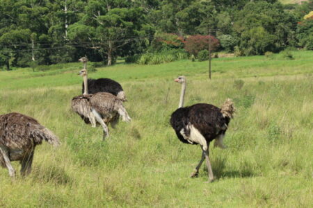 Immer gut zu Fuß: die riesigen Afrikanischen Strauße