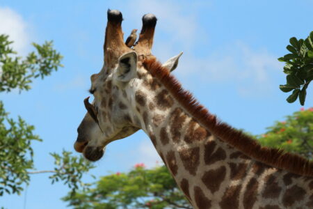 Die turmhohen Giraffen knabern von den frischgrünen Spitzen der Schirmakazien  und lassen sich von den Madenhackervögeln genüsslich das Fell pflegen