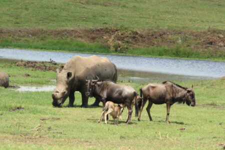 Gelassene Gesellschaft am Feuchtgebiet: die Gnus mit ihren Kälbern und das tonnenschwere Breitmaulnashorn