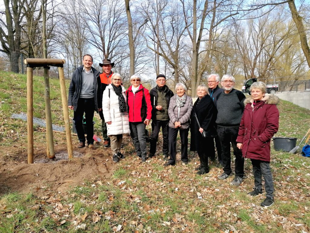 Verbindende Linden-Pflanzung in Forst