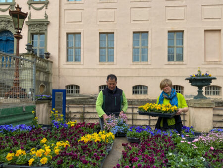 Stiefmütterchen und Vergissmeinnicht für die Schlossterrasse. Mit mehr als 4.600 Frühjahrspflanzen wurden die Beete im Pleasureground der Branitzer Parklandschaft bestückt.