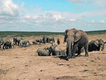 Kaum sonstwo in Afrika leben Elefanten in so großen Gruppen beieinander wie in dem südafrikanischen Elephant-Nationalpark