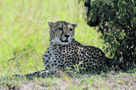 Neuling im Elephant-Park: der pfeilschnelle Gepard