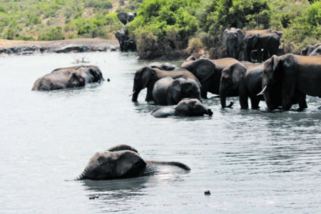 Familienbad im Nationalpark Addo Elephant in der Nähe von Gqeberha / Port Elizapeth