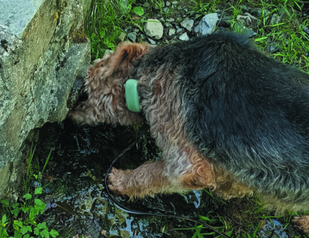 Unser Hund Hamzah hat vom zarten Fluss begeistert geschleckert.