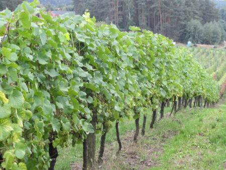 Führung über das Weingut Guben-Grano
