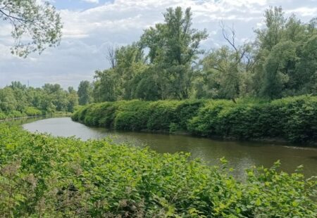 Die beruhigte Oder schlägt still einen weiten Bogen um die Stadt, die ihren Namen trägt.