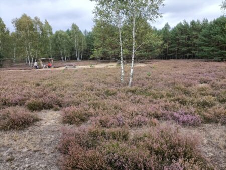 Letztes rot-violettes Septemberglühen der Besenheide in der Reicherskreuzer Heide bei Pinno. 